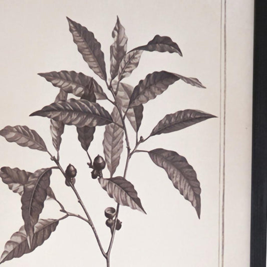 CALABASAS SET OF TWO BLACK AND WHITE FLOWER FRAMED ART - Varnish & Vibe