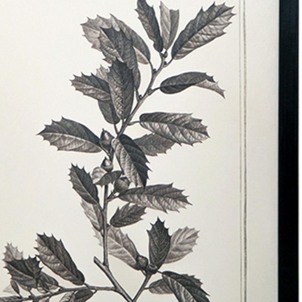 CALABASAS SET OF TWO BLACK AND WHITE BOTANICAL LEAVES FRAMED ART - Varnish & Vibe