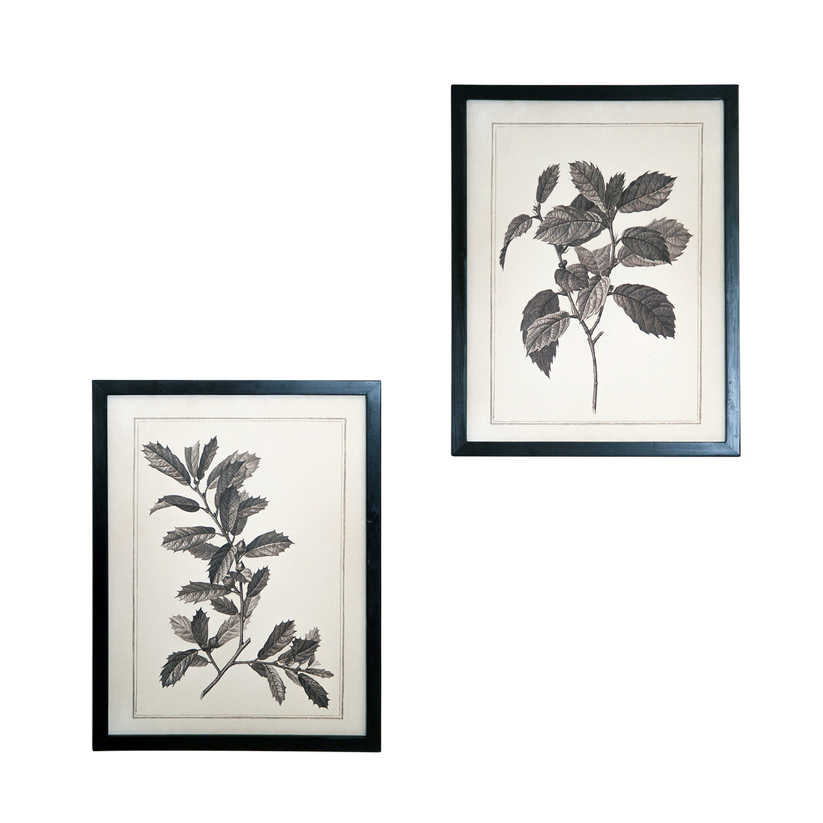 CALABASAS SET OF TWO BLACK AND WHITE BOTANICAL LEAVES FRAMED ART - Varnish & Vibe