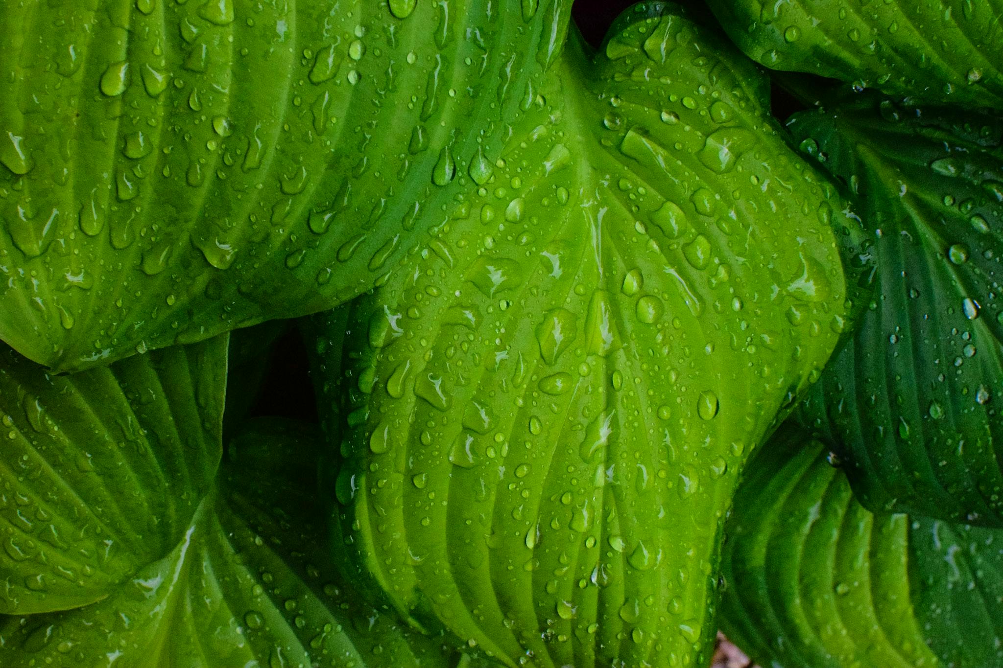 Biophilic Photo by Hilary Halliwell