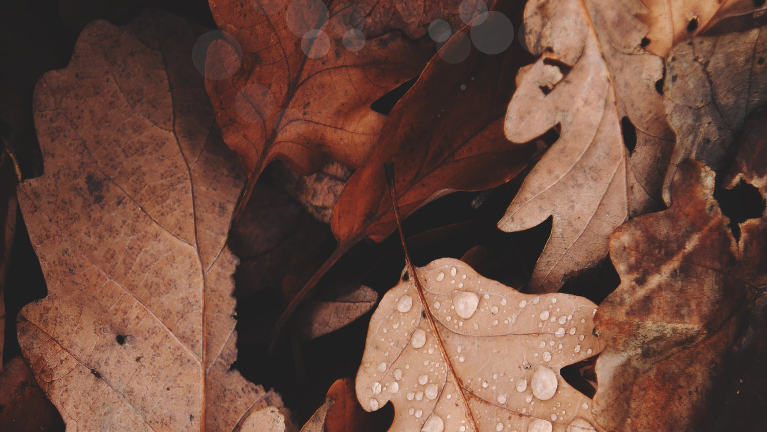 Fall