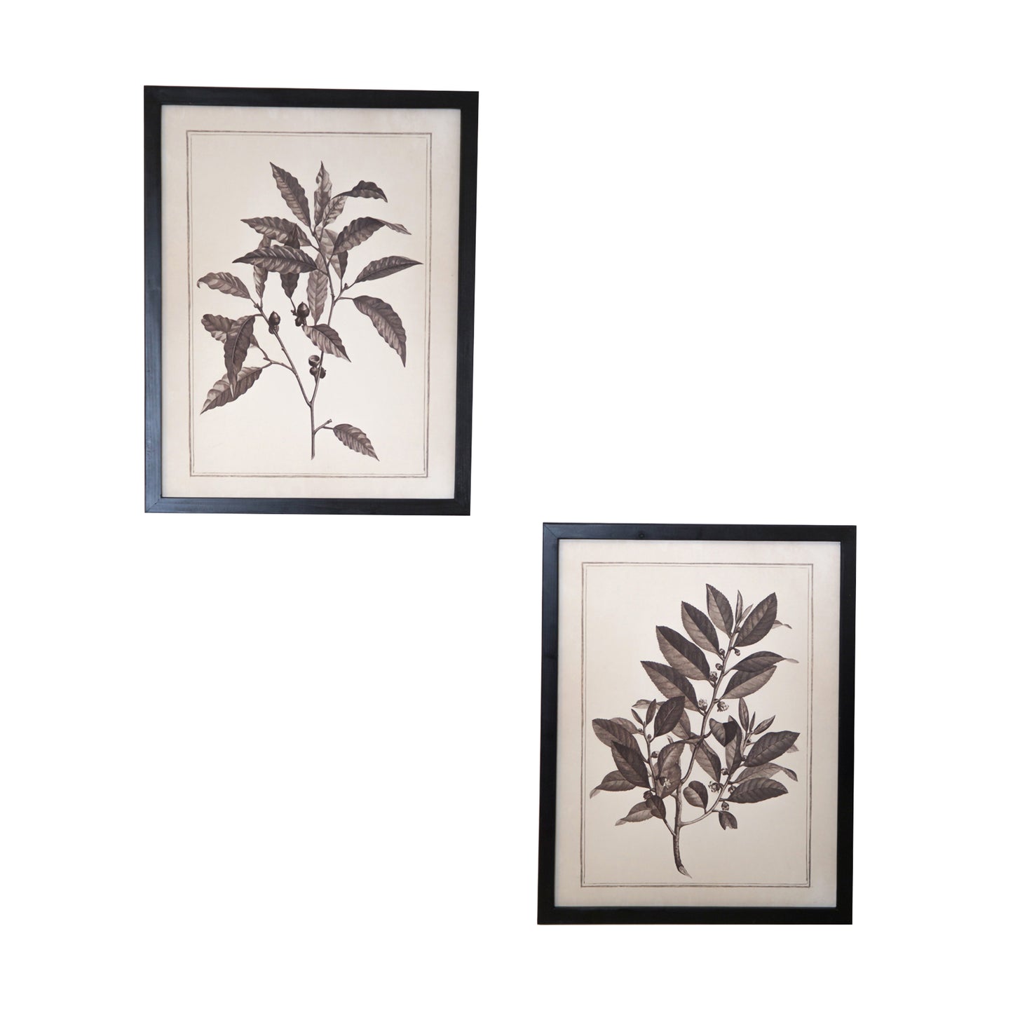 CALABASAS SET OF TWO BLACK AND WHITE FLOWER FRAMED ART - Varnish & Vibe