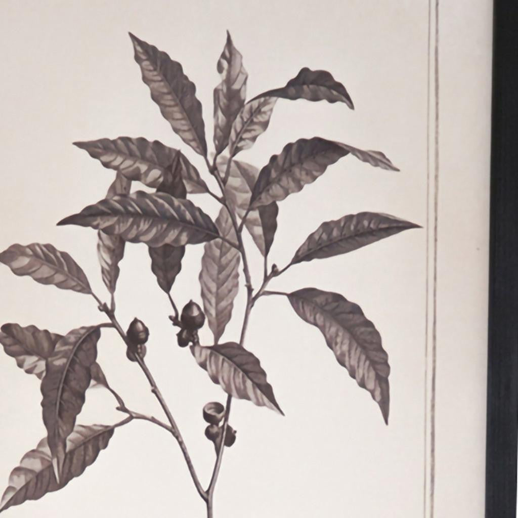 CALABASAS SET OF TWO BLACK AND WHITE FLOWER FRAMED ART - Varnish & Vibe