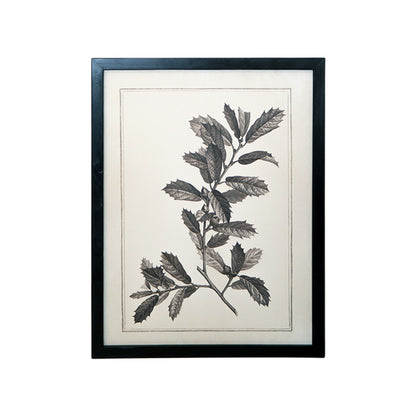 CALABASAS SET OF TWO BLACK AND WHITE BOTANICAL LEAVES FRAMED ART - Varnish & Vibe
