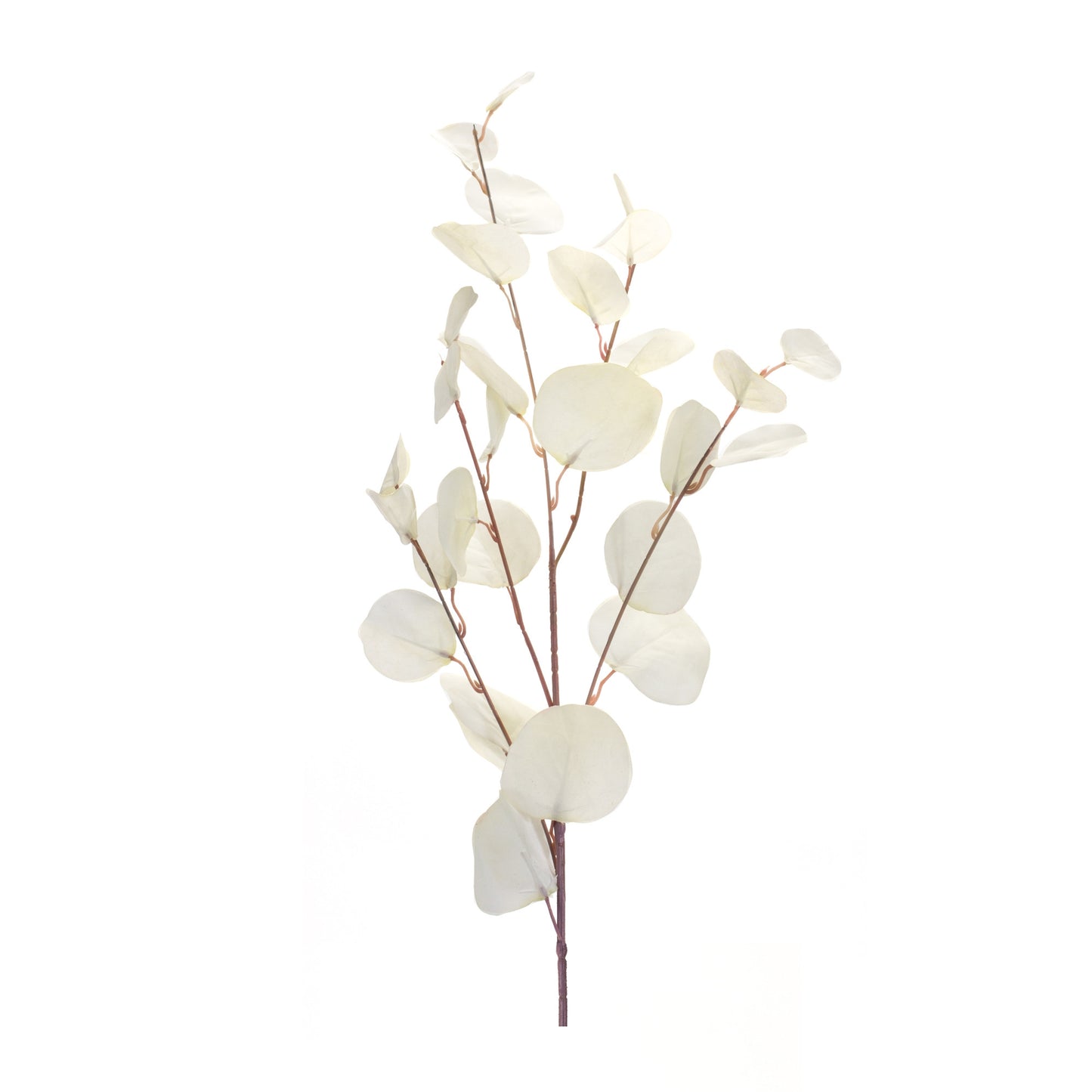 Single white eucalyptus stem detail