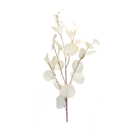 Single white eucalyptus stem detail