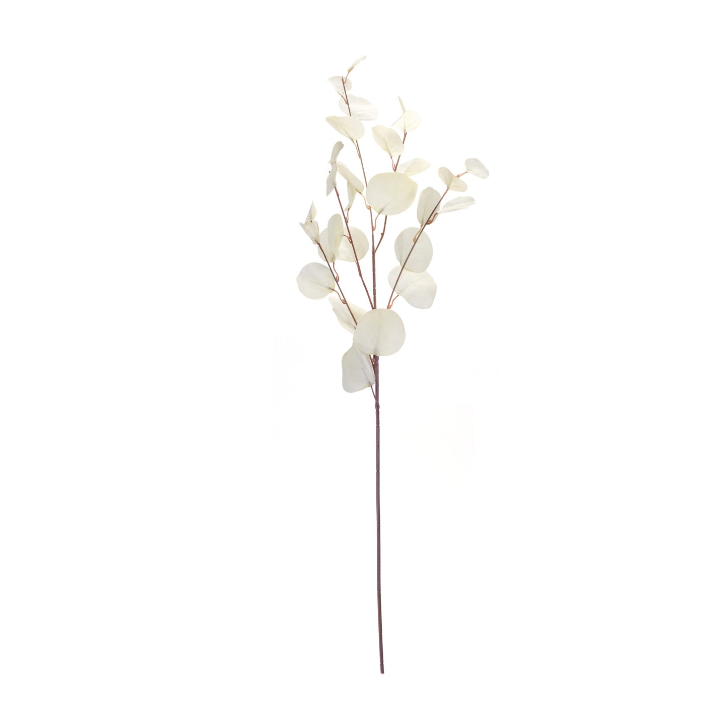 Single white eucalyptus stem detail