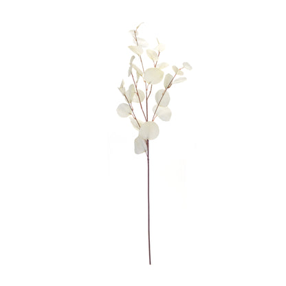 Single white eucalyptus stem detail